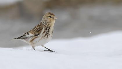 Sarıgagalı ketenkuşu