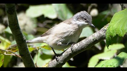 Küçük akgerdanlı ötleğen