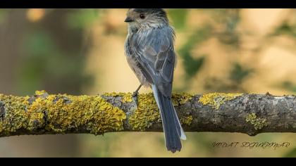 Uzunkuyruklu baştankara