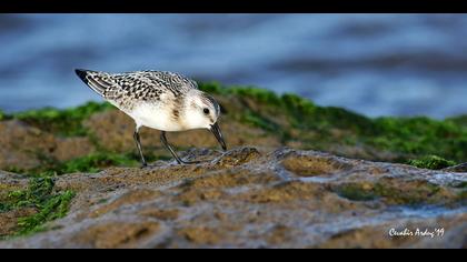 Ak kumkuşu » Sanderling » Calidris alba