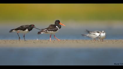 Poyrazkuşu » Eurasian Oystercatcher » Haematopus ostralegus