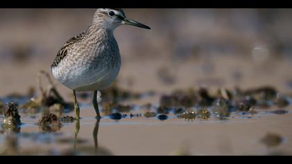 Orman düdükçünü