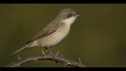 Küçük akgerdanlı ötleğen