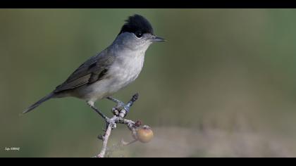 Karabaşlı ötleğen