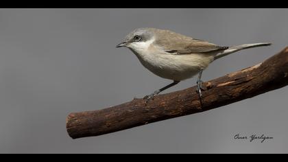 Küçük akgerdanlı ötleğen