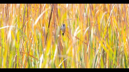 Bıyıklı baştankara