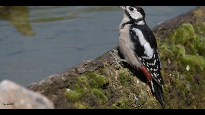 Orman alaca ağaçkakanı
