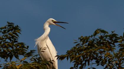 Küçük ak balıkçıl