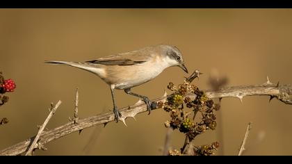 Küçük akgerdanlı ötleğen