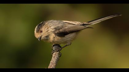 Uzunkuyruklu baştankara