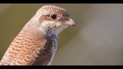Kızılsırtlı örümcekkuşu