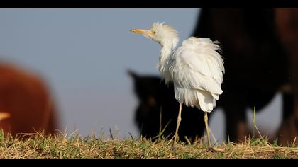 Sığır balıkçılı