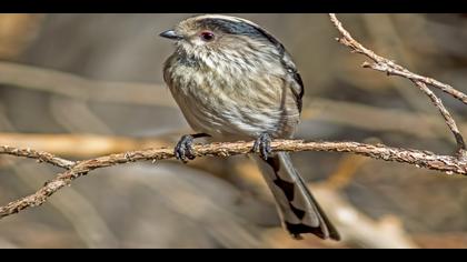 Uzunkuyruklu baştankara