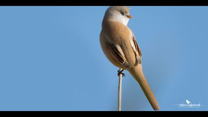 Bıyıklı baştankara