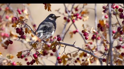 Karagerdanlı ardıç