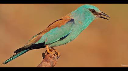 Gökkuzgun » European Roller » Coracias garrulus
