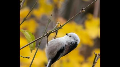 Uzunkuyruklu baştankara