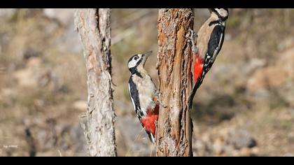 Orman alaca ağaçkakanı