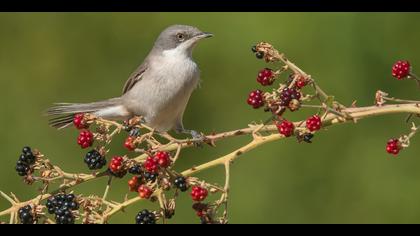 Küçük akgerdanlı ötleğen