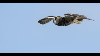 Kulaklı orman baykuşu