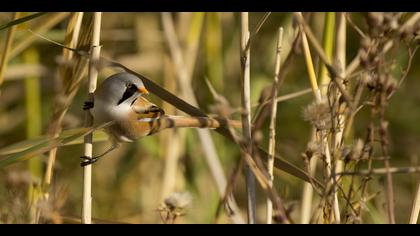 Bıyıklı baştankara