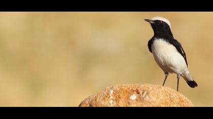 Aksırtlı kuyrukkakan
