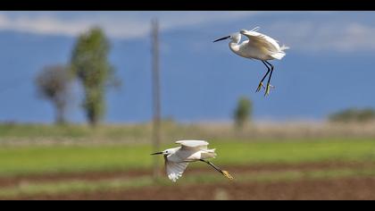 Küçük ak balıkçıl