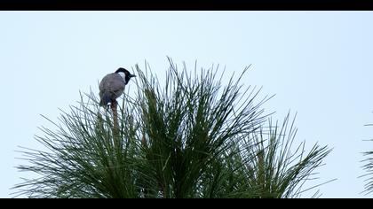 Akyanaklı arapbülbülü