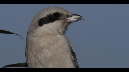 Büyük örümcekkuşu