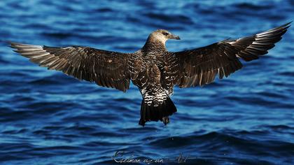 Kütkuyruklu korsanmartı