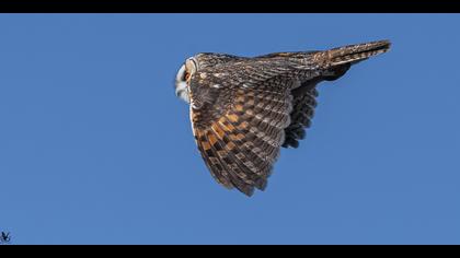 Kulaklı orman baykuşu