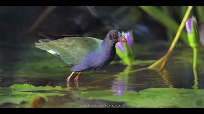 Küçük sazhorozu » Allen`s Gallinule » Porphyrio alleni