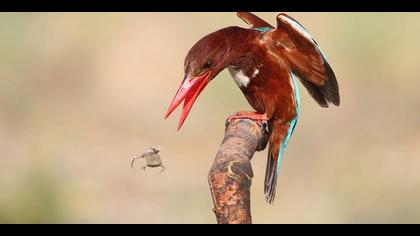 İzmir yalıçapkını