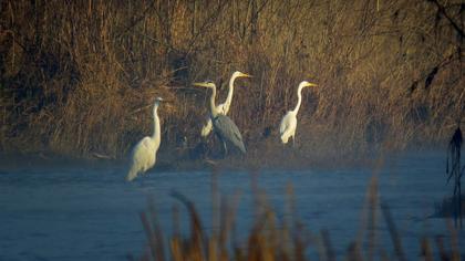 Büyük ak balıkçıl