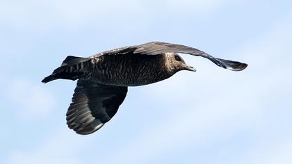 Kütkuyruklu korsanmartı