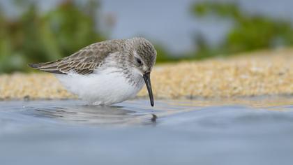 Karakarınlı kumkuşu