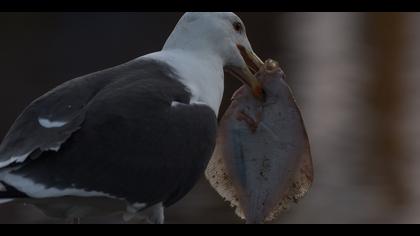Büyük karasırtlı martı