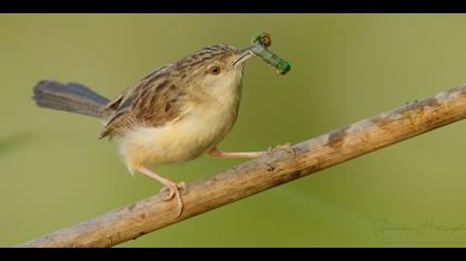 Dikkuyruklu ötleğen