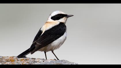 Karakulaklı kuyrukkakan » Black-eared Wheatear » Oenanthe melanoleuca