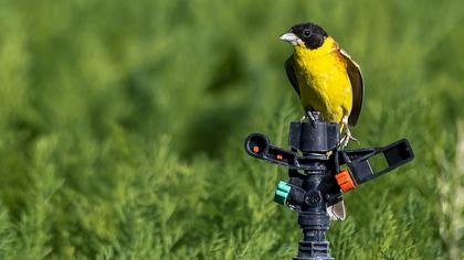 Karabaşlı kirazkuşu