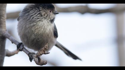 Uzunkuyruklu baştankara