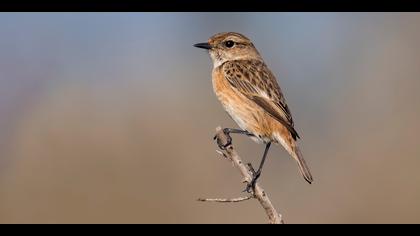 Taşkuşu » European Stonechat » Saxicola rubicola