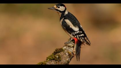 Orman alaca ağaçkakanı