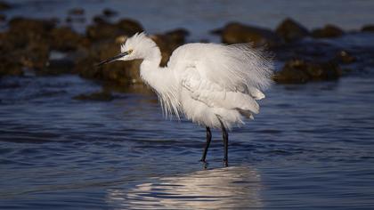 Küçük ak balıkçıl