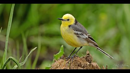 Sarıbaşlı kuyruksallayan