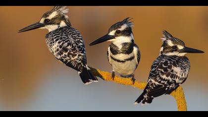 Alaca yalıçapkını