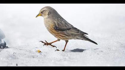 Büyük dağbülbülü