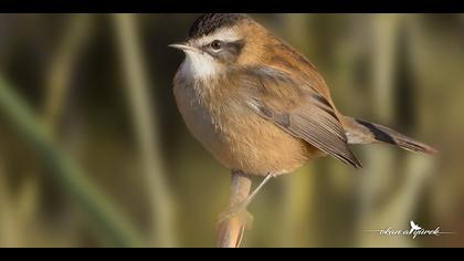 Bıyıklı kamışçın