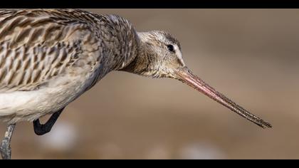 Kıyı çamurçulluğu » Bar-tailed Godwit » Limosa lapponica