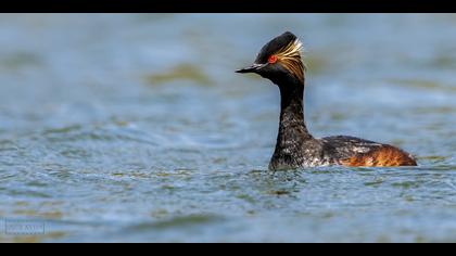 Karaboyunlu batağan